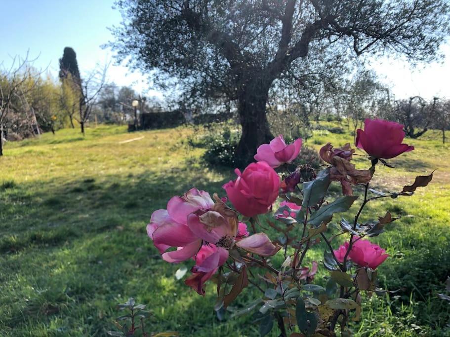Villa La Vigna Agriturismo Siena Exterior foto