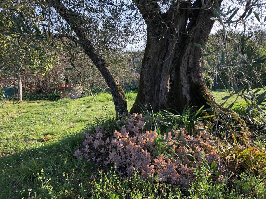 Villa La Vigna Agriturismo Siena Exterior foto