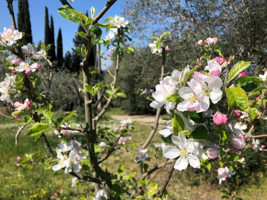 Villa La Vigna Agriturismo Siena Exterior foto