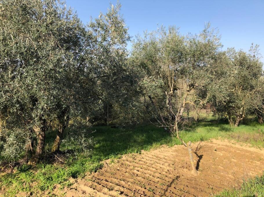 Villa La Vigna Agriturismo Siena Exterior foto