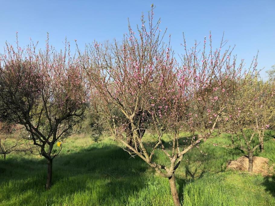Villa La Vigna Agriturismo Siena Exterior foto